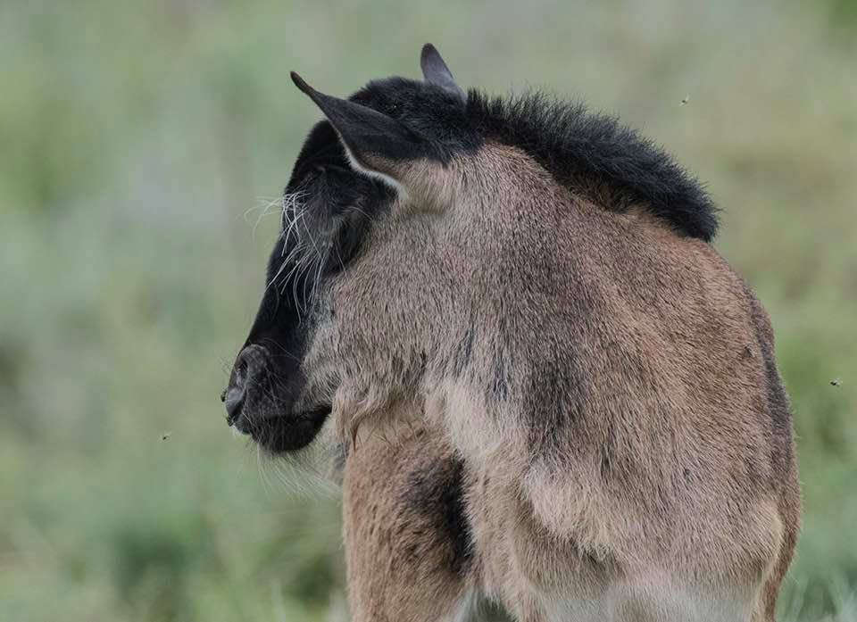 Baby wildebeest during calving season in the Ndutu area