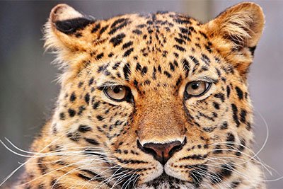 Leopard resting in a tree on a Big Five safari in Tanzania