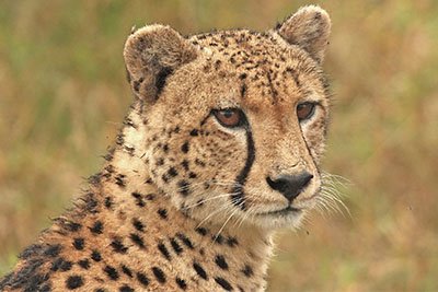 Cheetah scanning the horizon on a Tanzania game drive