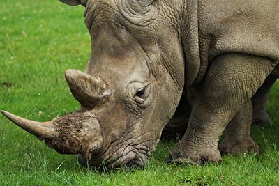 Black rhino in the Ngorongoro Crater