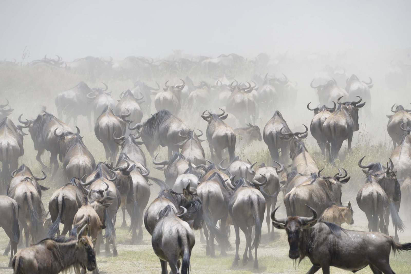 Wildebeest herds crossing the Serengeti during the Great Migration