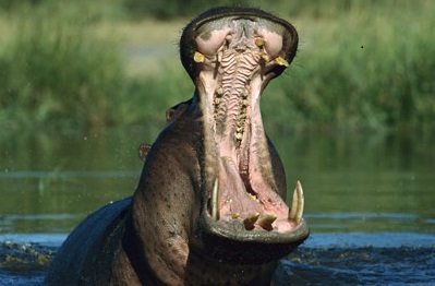 Hippo surfacing in a watering hole during a game drive