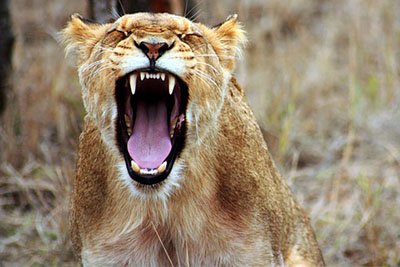 Lion roaring on the Serengeti savannah
