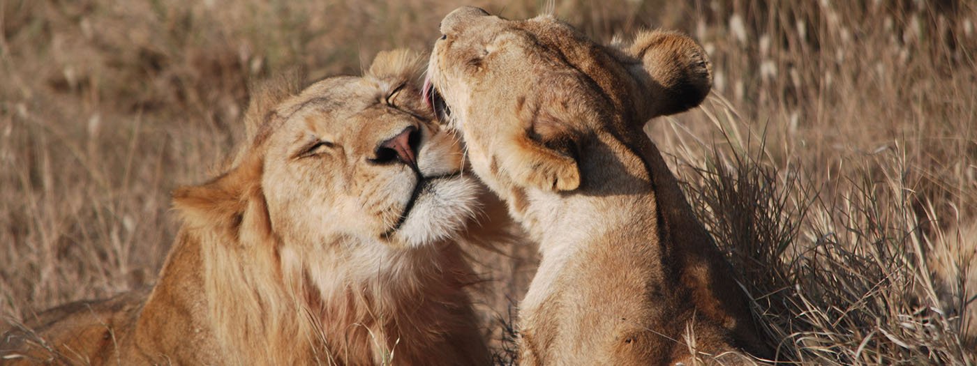 Lions resting on the Serengeti plains during a Tanzania safari
