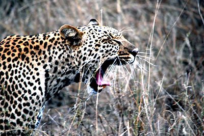 Leopard in a tree on a Serengeti safari