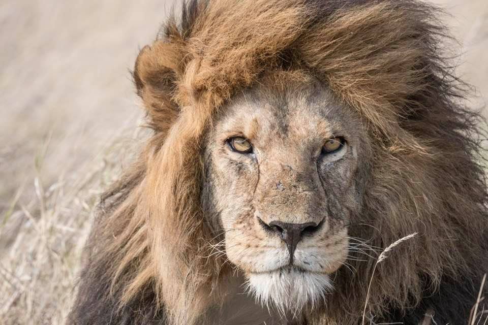 Male lion surveying the savannah on a Tanzania safari