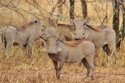 Warthogs at a waterhole in a Tanzania national park