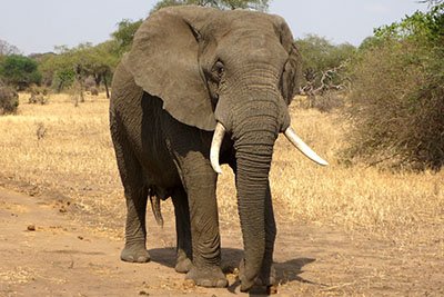 Elephant walking through the African bush